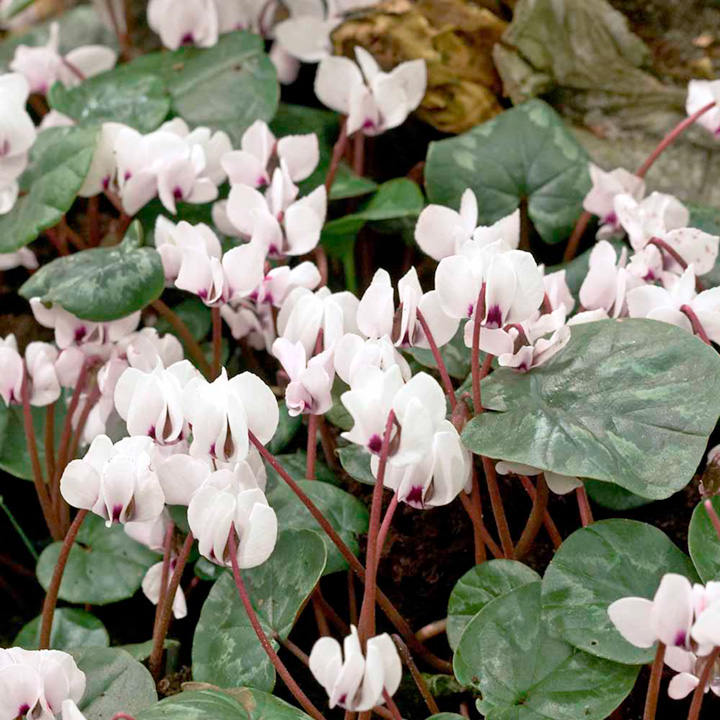 Cyclamen coum 'Album' image