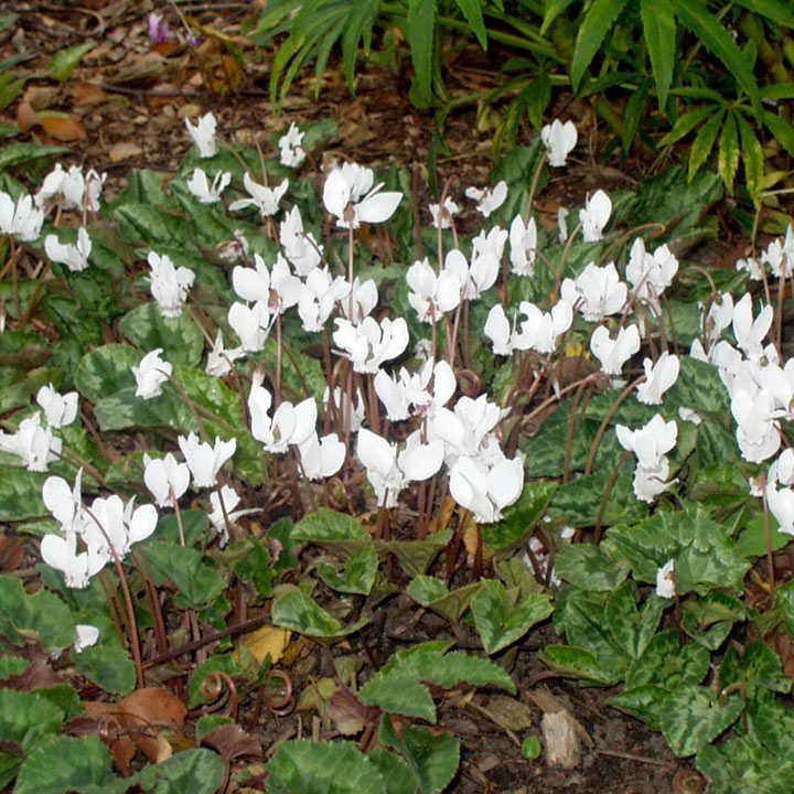 Cyclamen hederifolium 'Alba' image