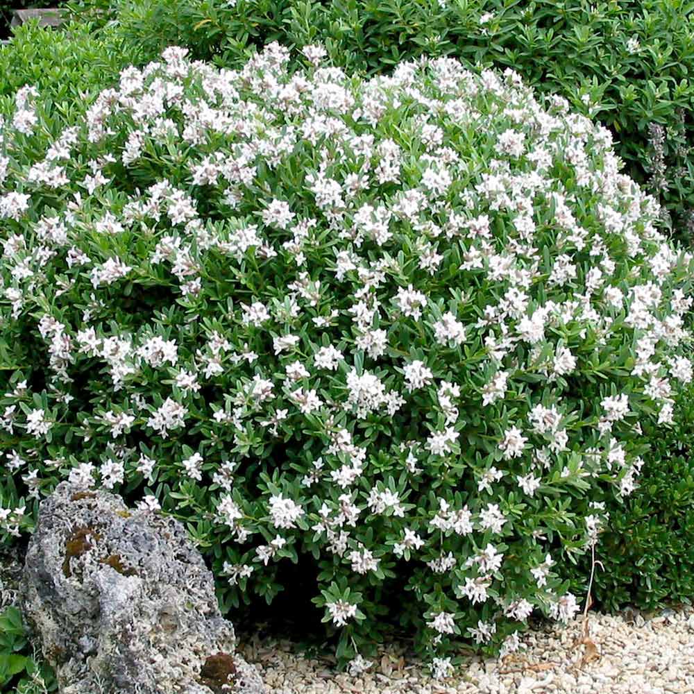 Daphne cheap eternal fragrance