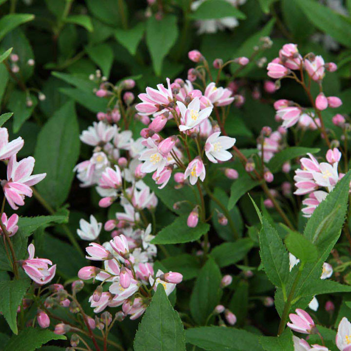 Deutzia × rosea 'Yuki Cherry Blossom' image