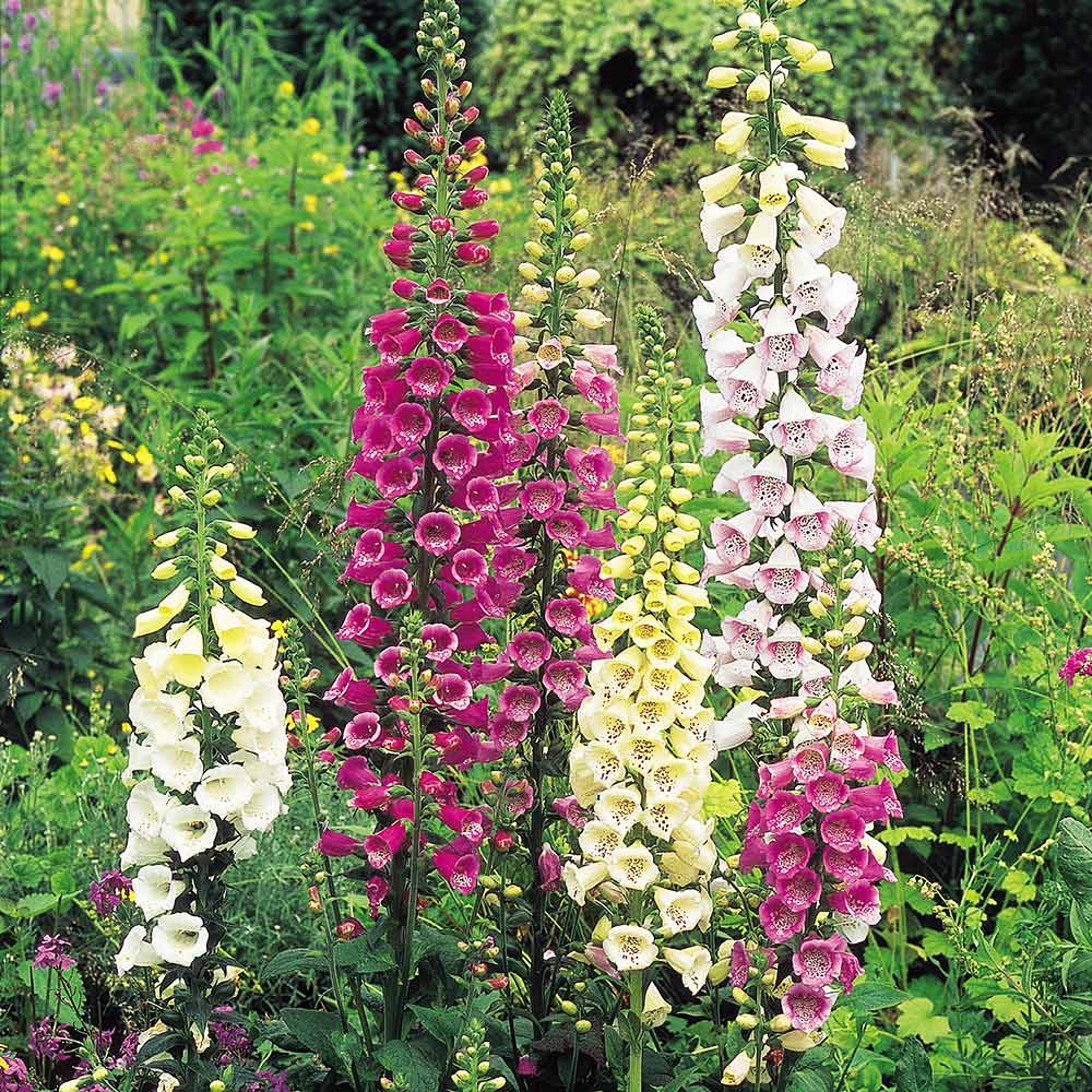 Digitalis Seeds - Excelsior Strain image