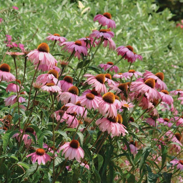 Echinacea purpurea 'Magnus' at Dobies