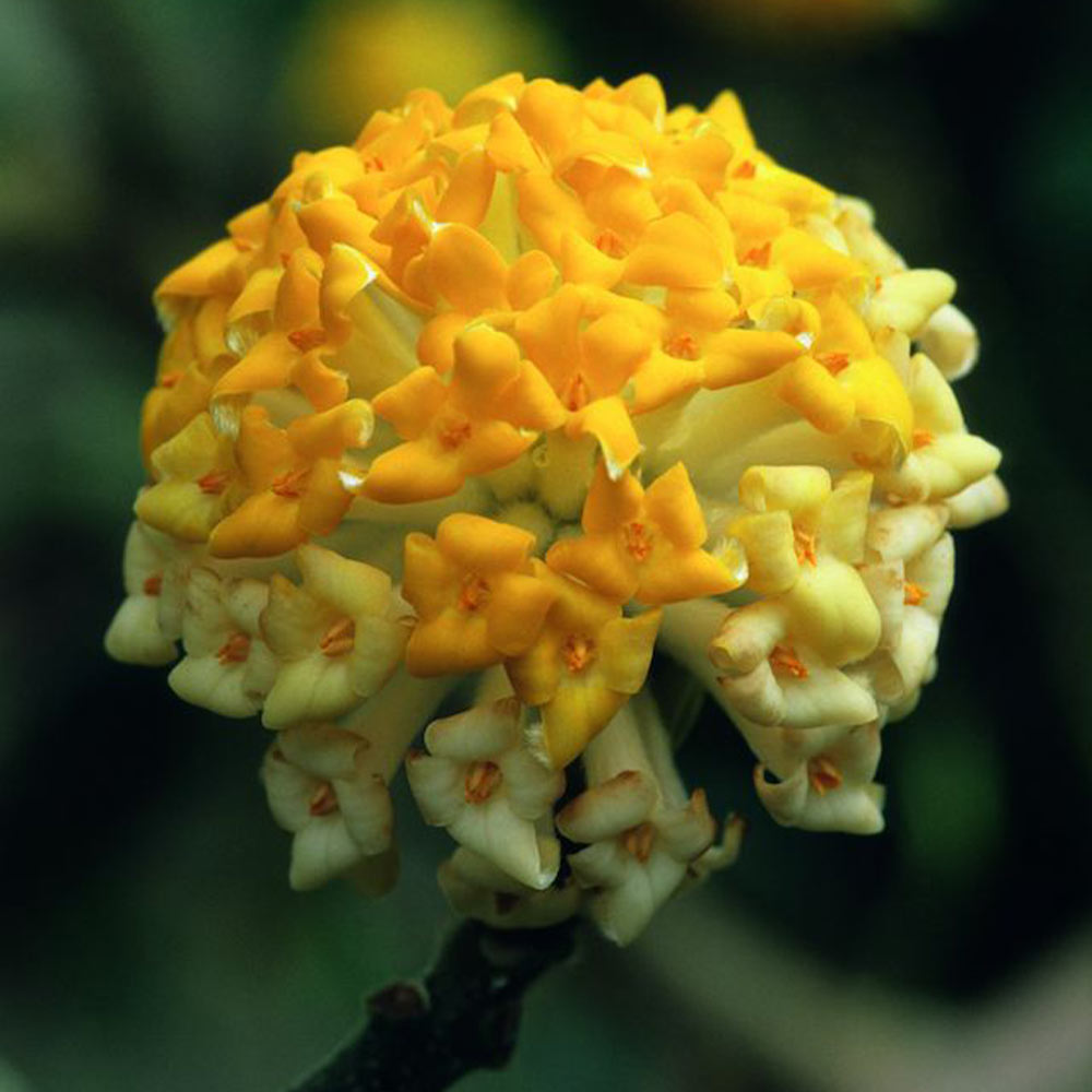 Edgeworthia chrysantha image