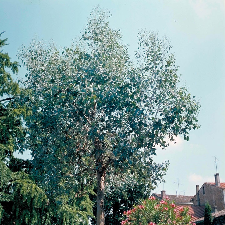 Eucalyptus Gunnii image
