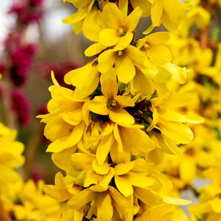 Forsythia x intermedia 'Mikador' image