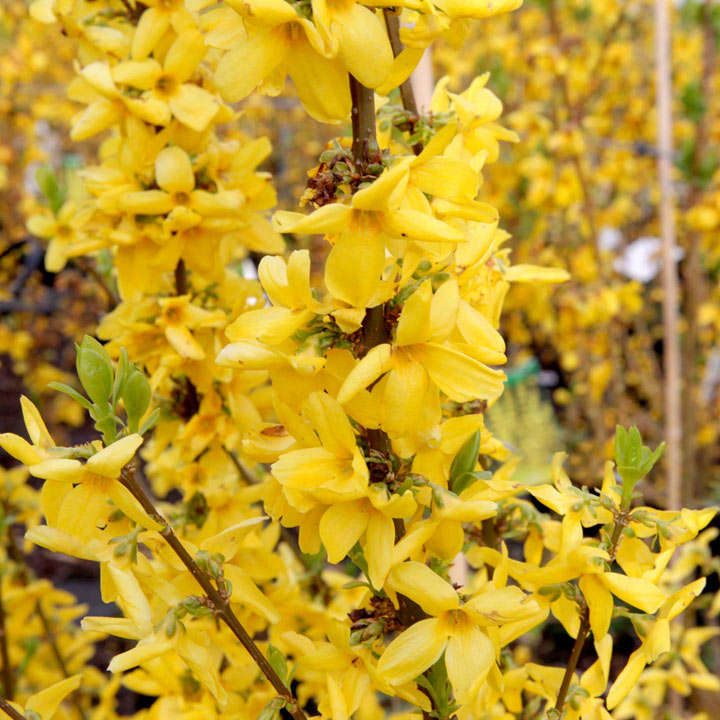 Forsythia x intermedia 'Goldrausch' image