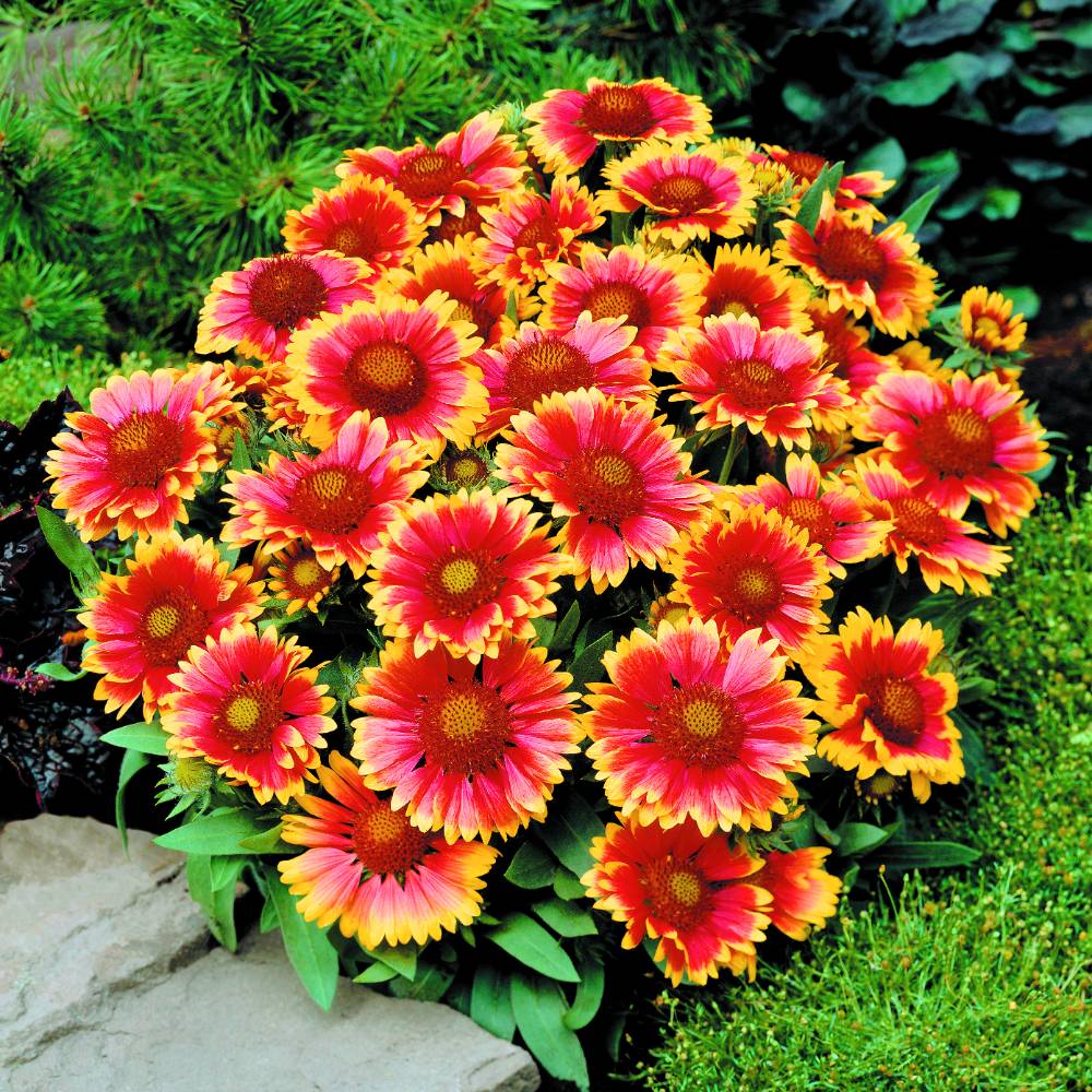 Gaillardia aristata Arizona Sun Dobies