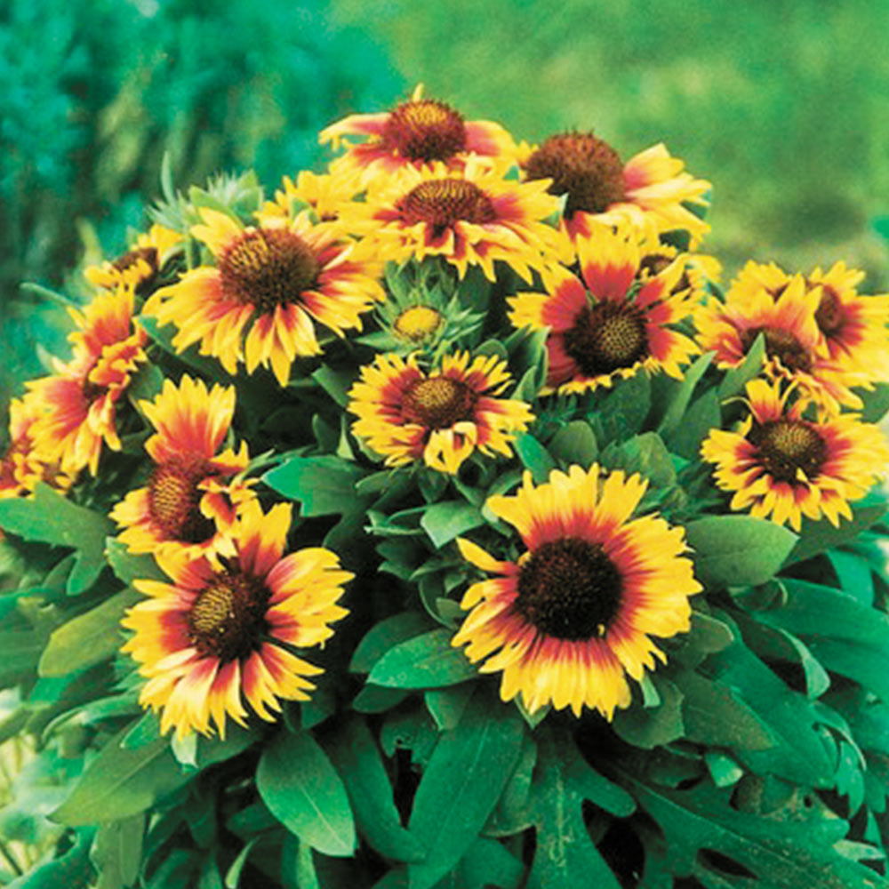 Gaillardia Seeds - Primavera Bicolour image