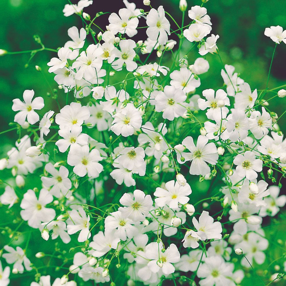 Gypsophila Seeds - Elegans Alba, Covent Garden Strain image