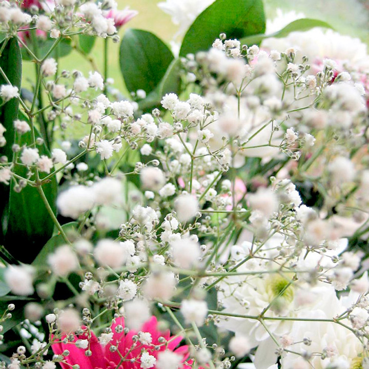 Gysophila 'Covent Garden Mixed' - Seeds image