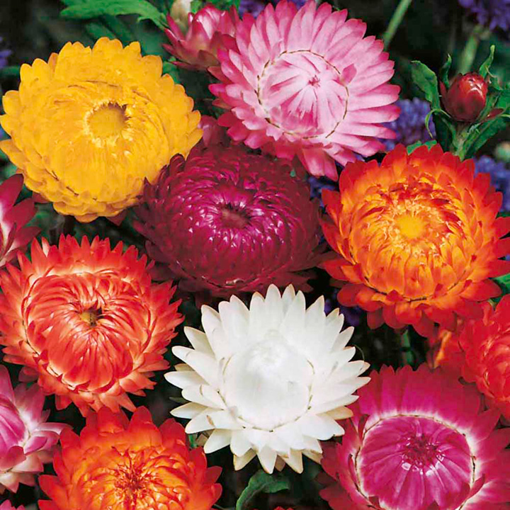 Helichrysum Seeds - Monstrosum Double Mixed image