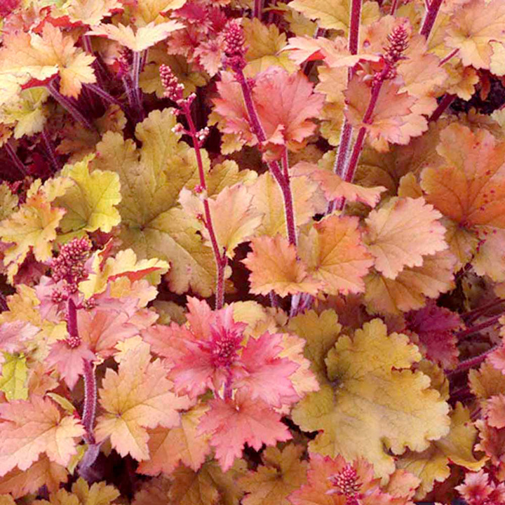 Heuchera 'Marmalade' image