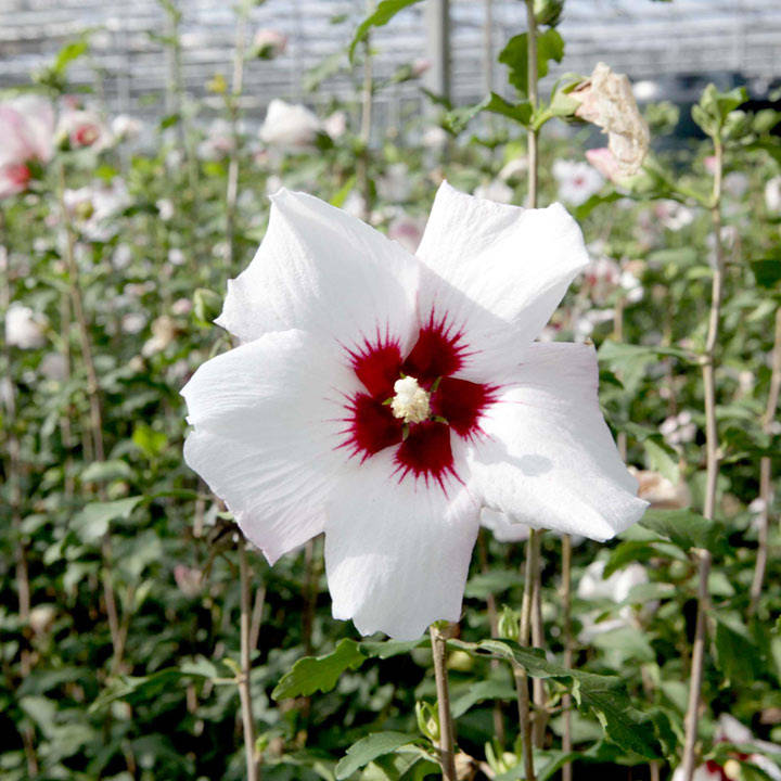 Hibiscus syriacus 'Shintaeyang' image