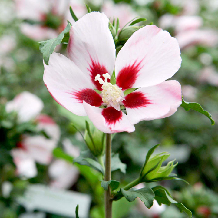 Hibiscus syriacus 'Hamabo' image