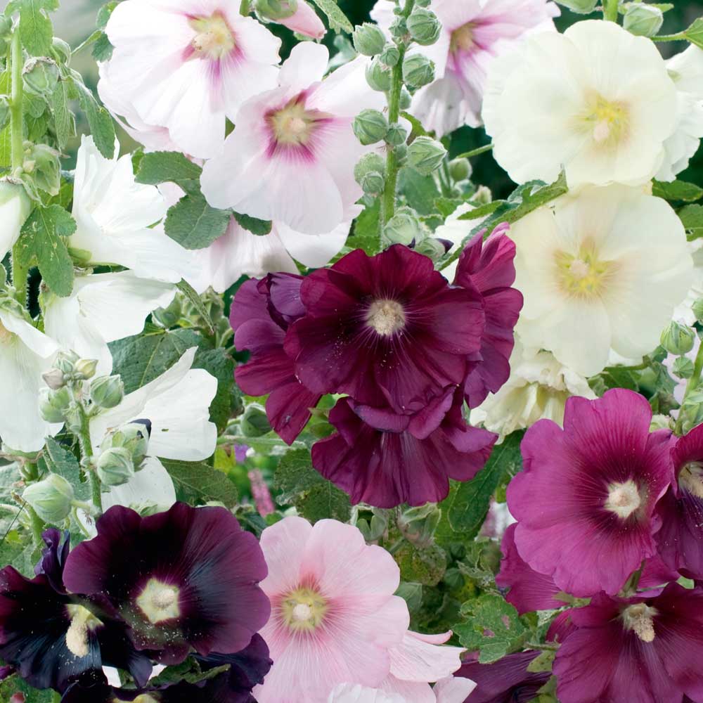 Alcea 'Cabaret' image