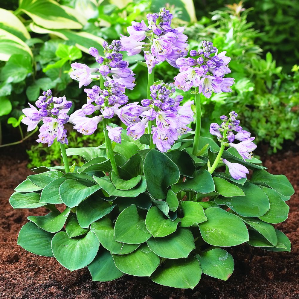 Hosta 'Blue Mouse Ears' image