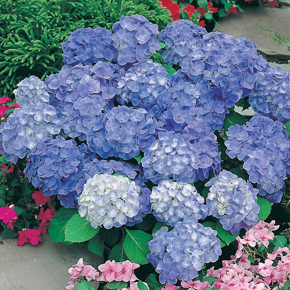 Hydrangea macrophylla 'Blue Danube' image