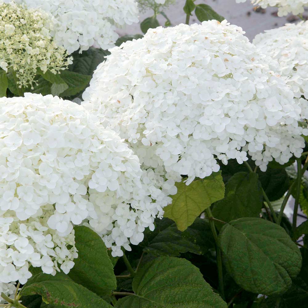 Hydrangea arborescens 'Annabelle' image