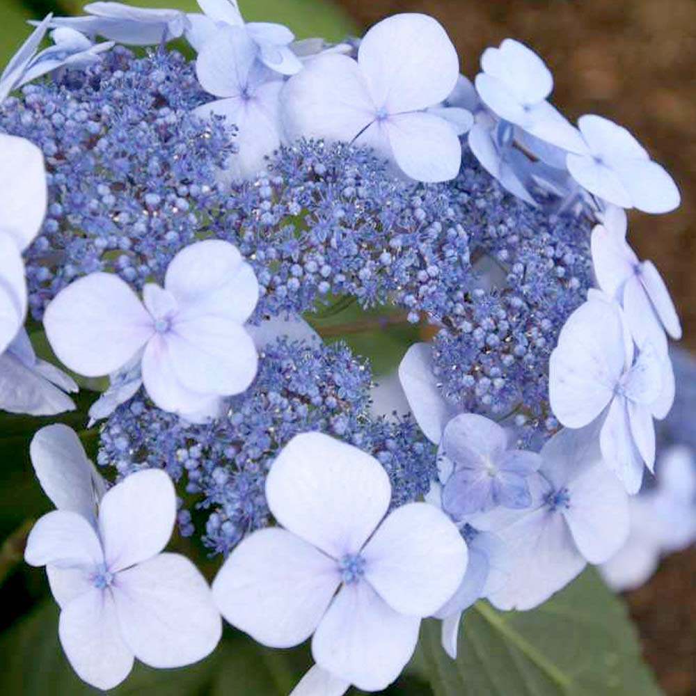 Hydrangea macrophylla 'Endless Summer - Twist & Shout' image