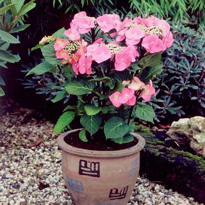 Hydrangea macrophylla 'Zorro' image