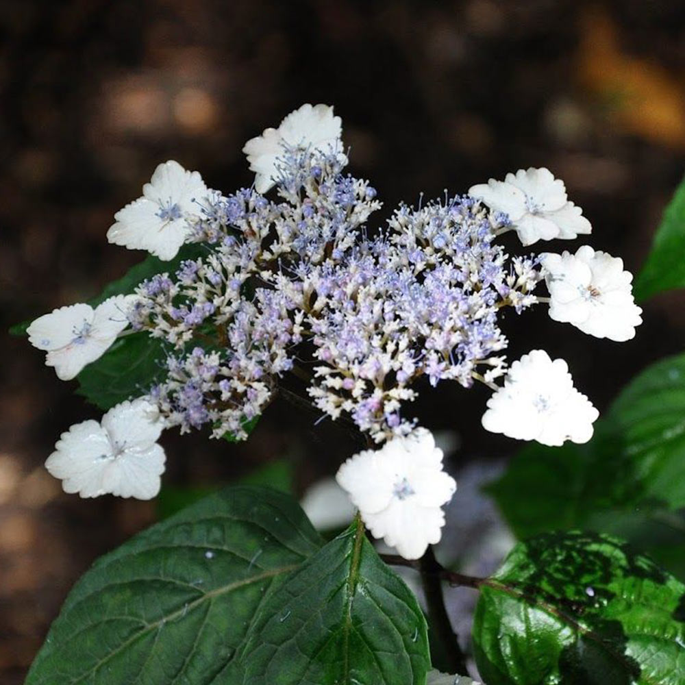 Hydrangea serrata 'Intermedia' (Acuminata) image