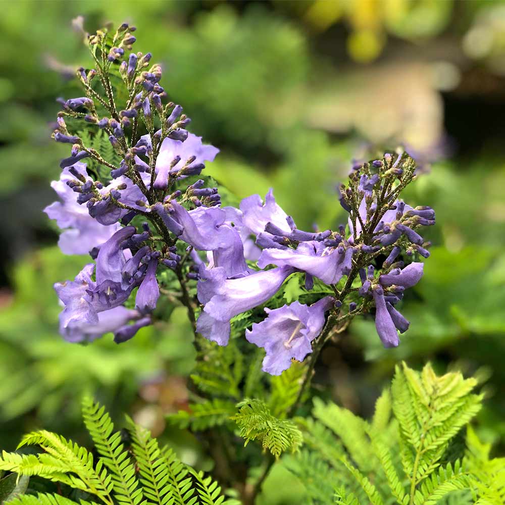 Jacaranda 'Bonsai Blue' image