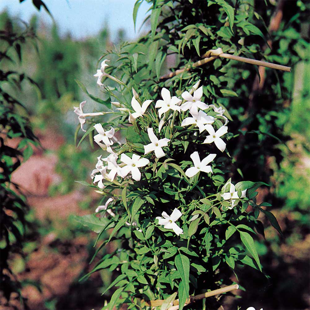 Jasminum officinale image