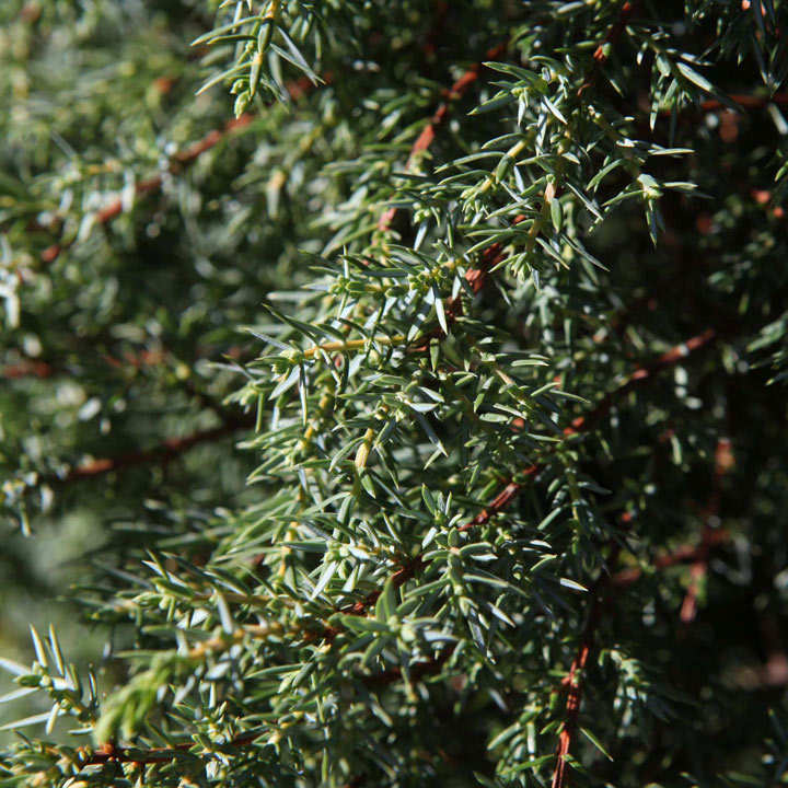 Juniperus communis 'Hibernica' image
