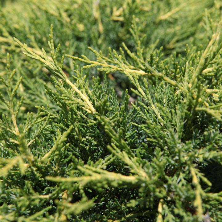 Juniperus pfitzeriana Plant - 'Gold Coast' Dobies