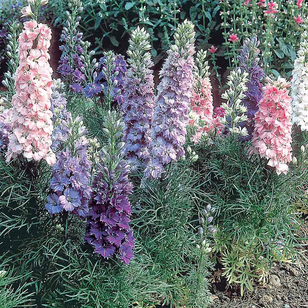 Larkspur Seeds - Hyacinth-Flowered Mixed image