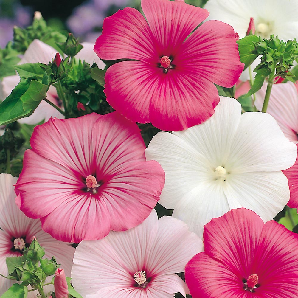 Lavatera Seeds - Beauty Mixed image