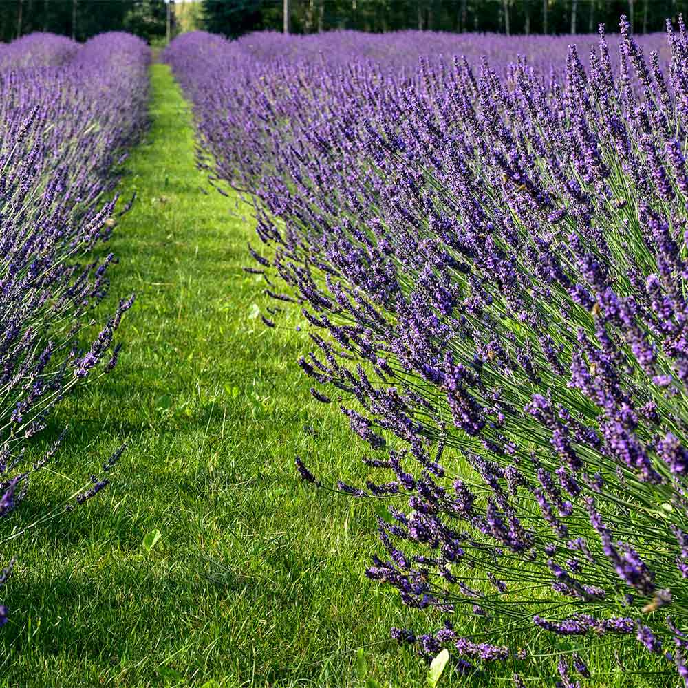 Lavandula × intermedia 'Phenomenal' image