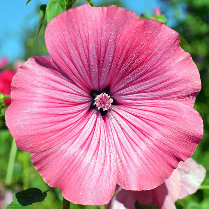 Lavatera trimestris (Organic) Seeds image