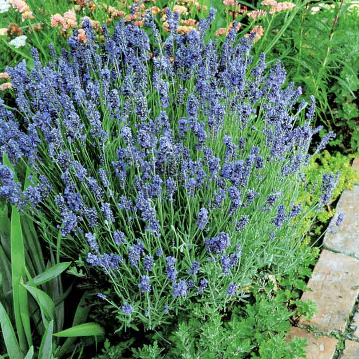 Lavender Seeds - Lady image
