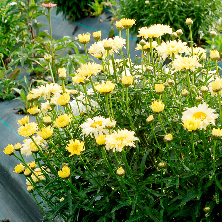 Shasta Daisy 'Goldfinch' image