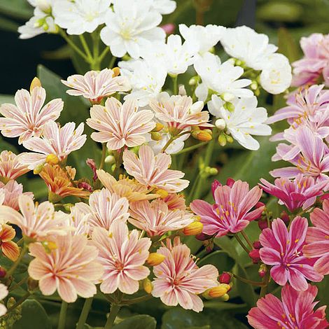 Lewisia cotyledon 'Elise Mixed' image