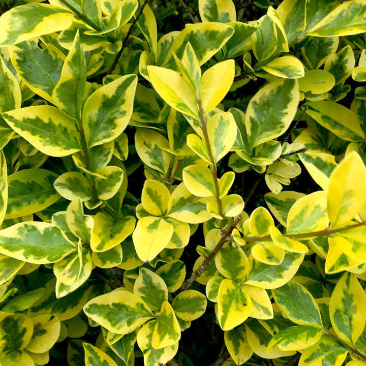 Golden Privet (Hedging) image