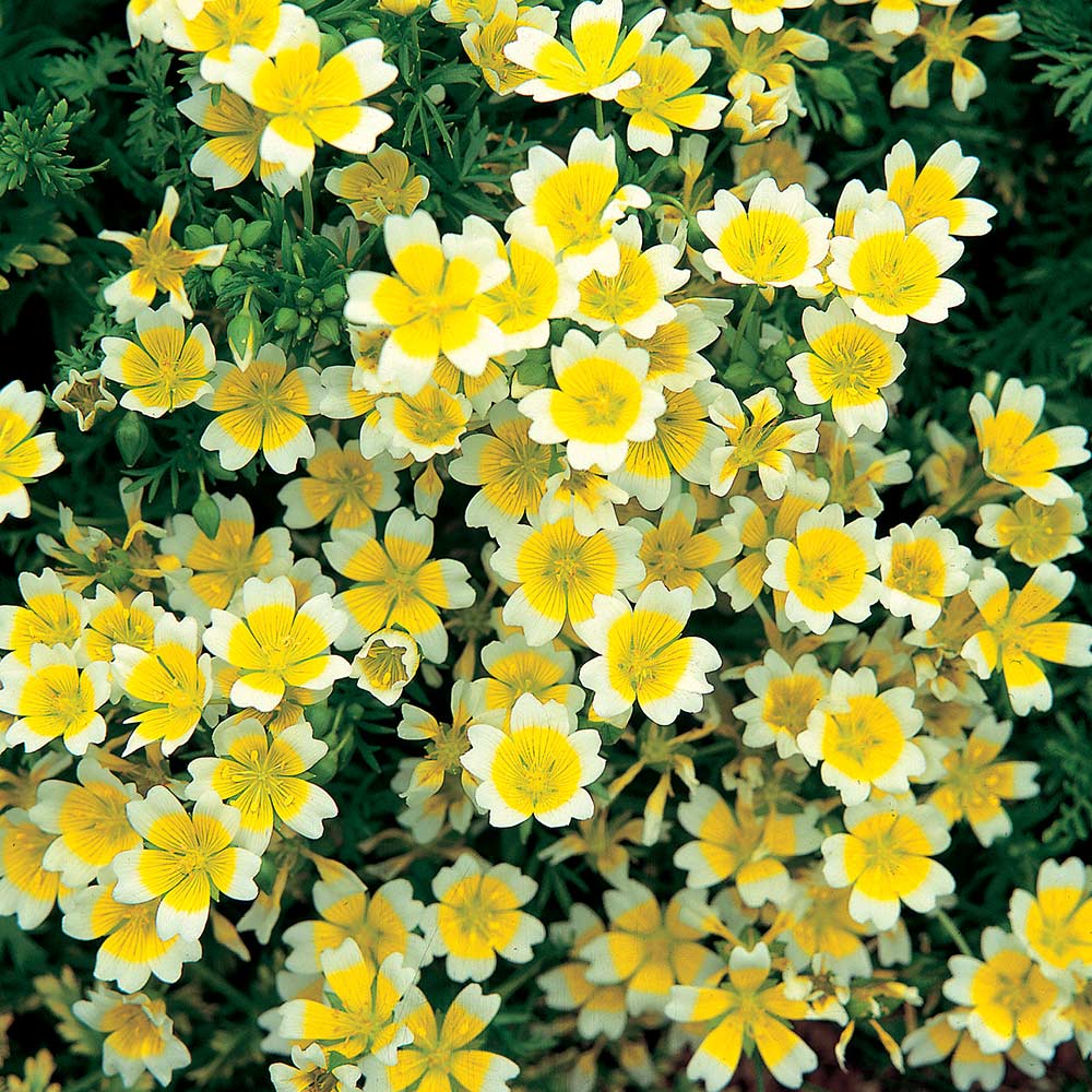 Limnanthes Seeds - Douglasii image