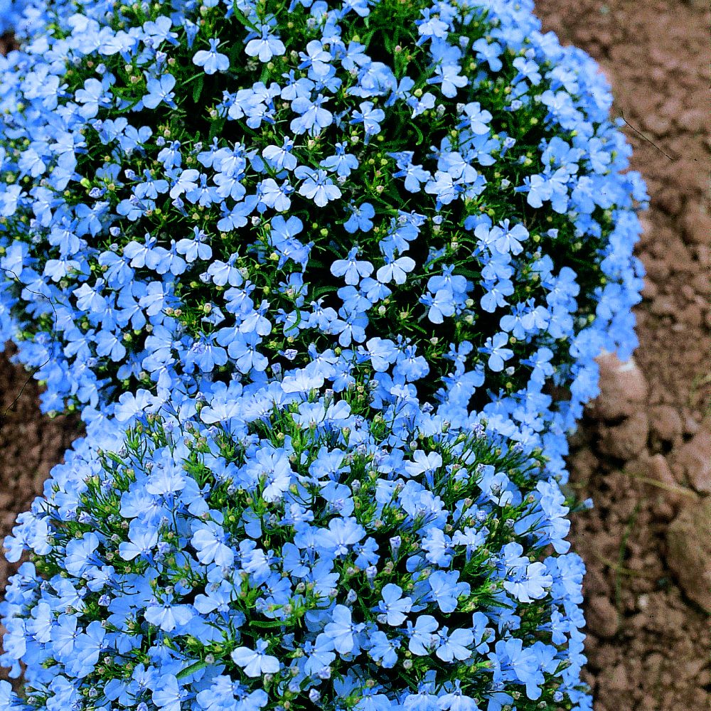 Lobelia Seeds - Cambridge Blue Pellets image
