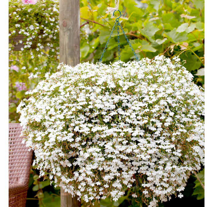 Lobelia - Cascade White Pellets image