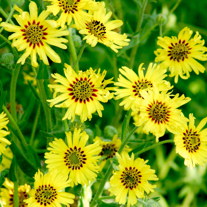 Madia Elegans Seeds - Caribbean Daisy image