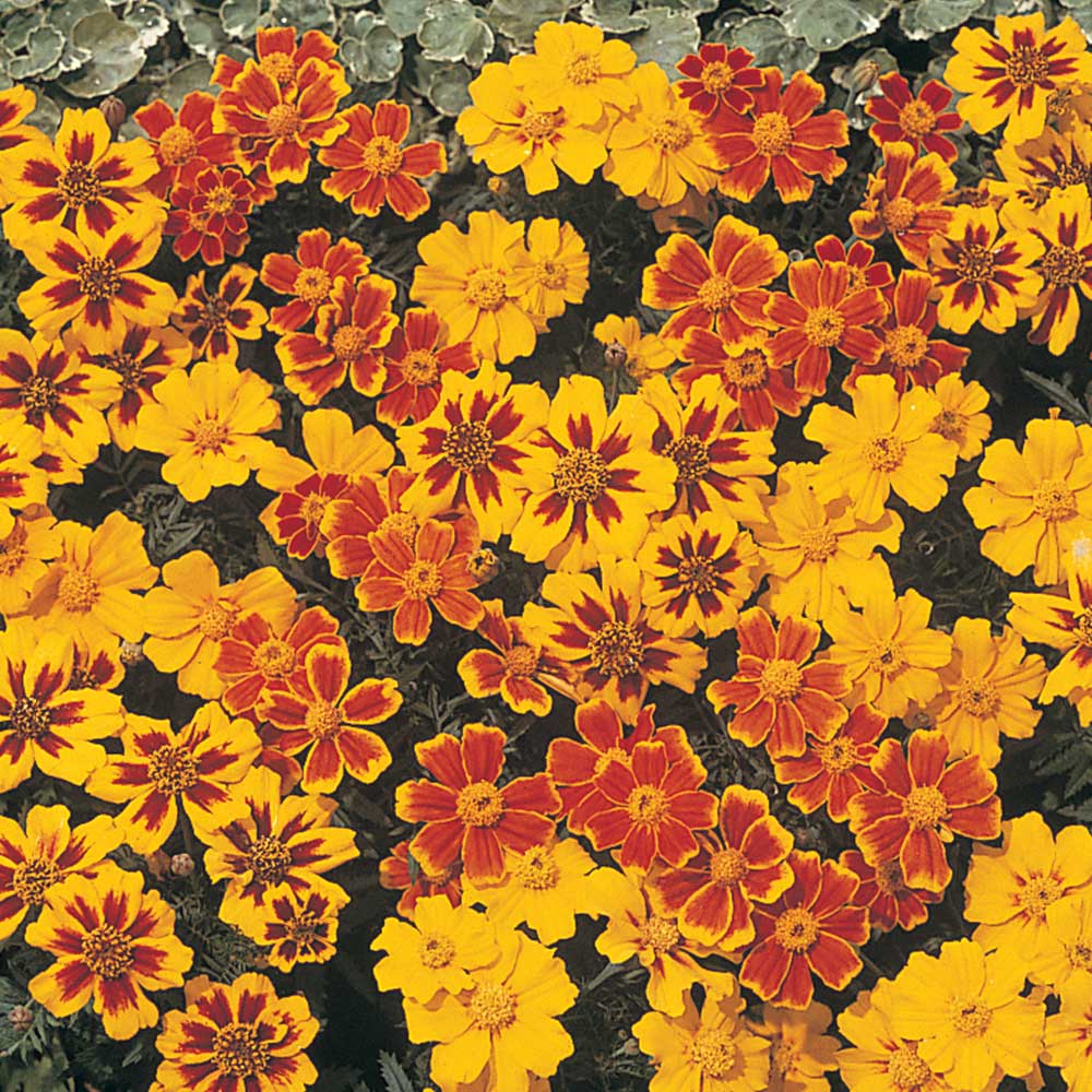 Marigold (Dwarf French) Seeds - Disco image