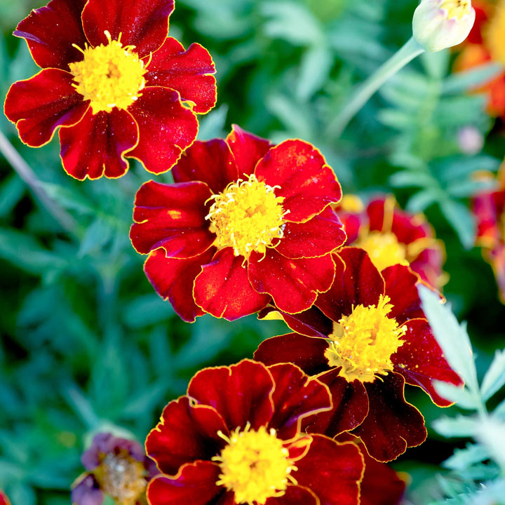 French Marigold - Red Knight image