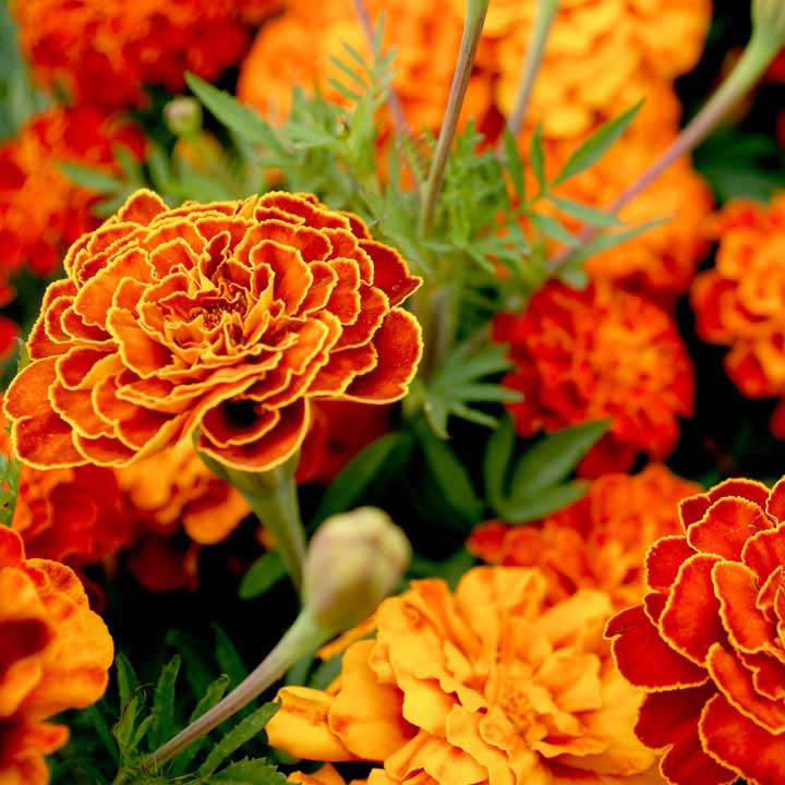 French Marigold Seeds- Spanish Brocade image