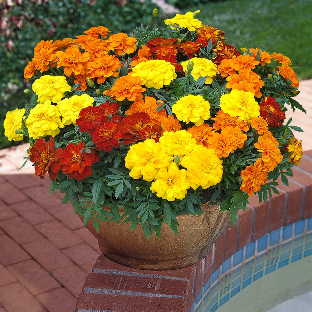 Marigold 'French Durango Improved' image