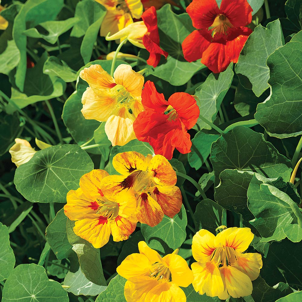 Nasturtium Seeds - Tall Mixed image