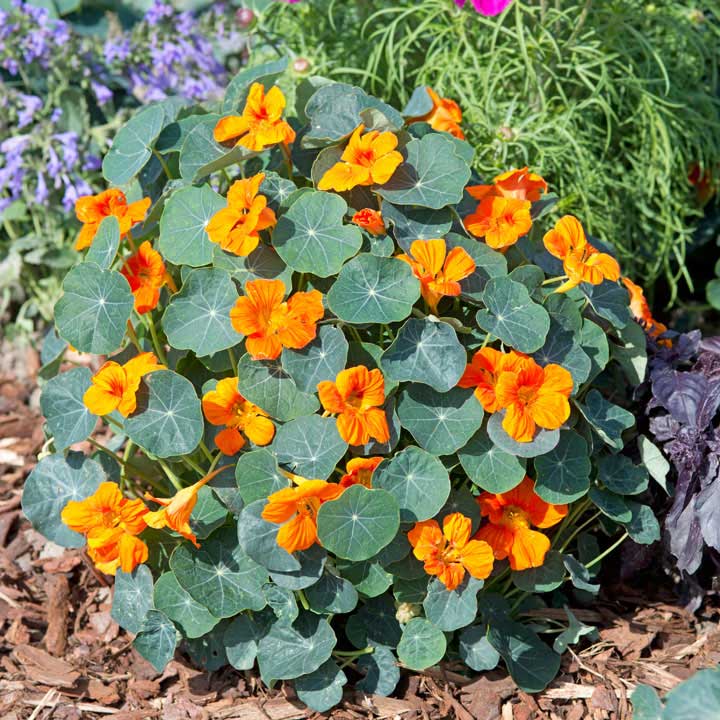 Nasturtium Seeds - Baby Orange image