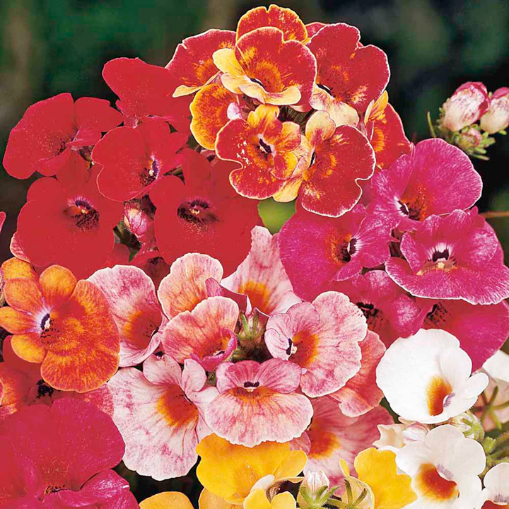 Nemesia Seeds - Carnival image