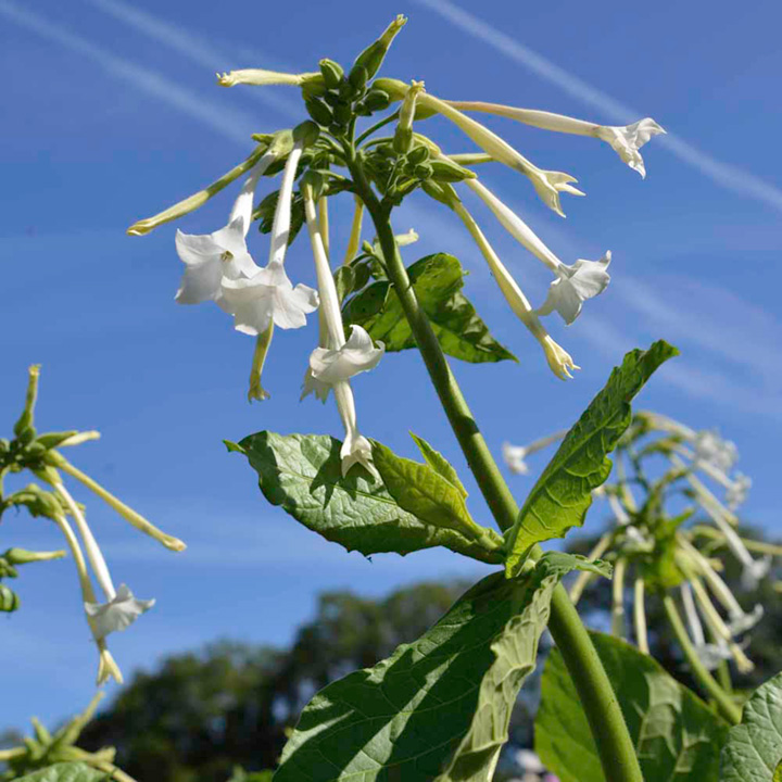 Nicotiana Seeds - Affinis image