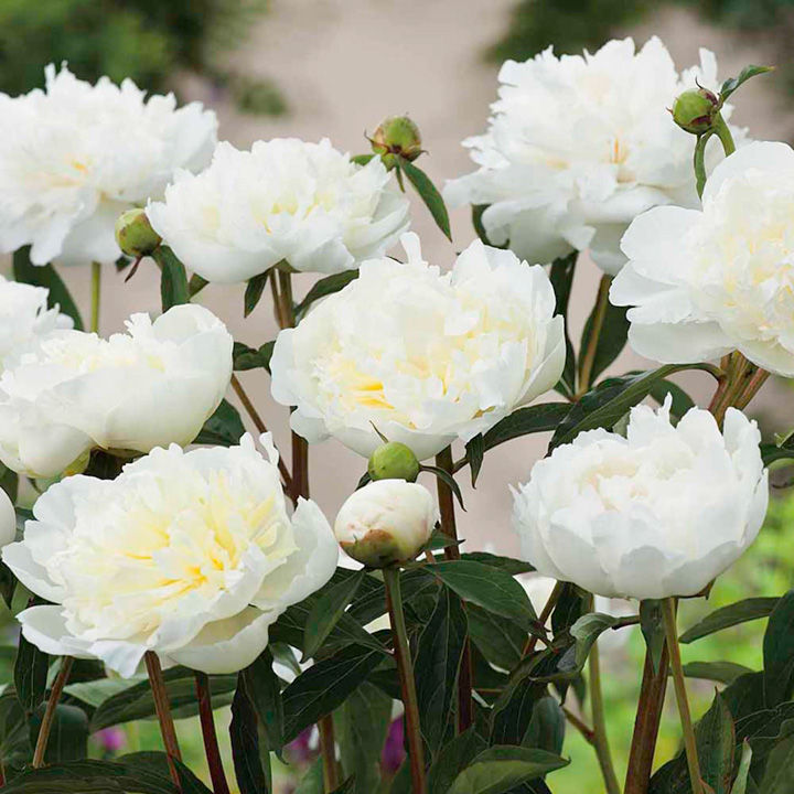 Peony Duchesse de Nemours Dobies